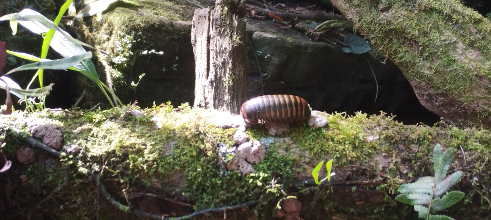 Descente sur Tsiribihina - Madagascar