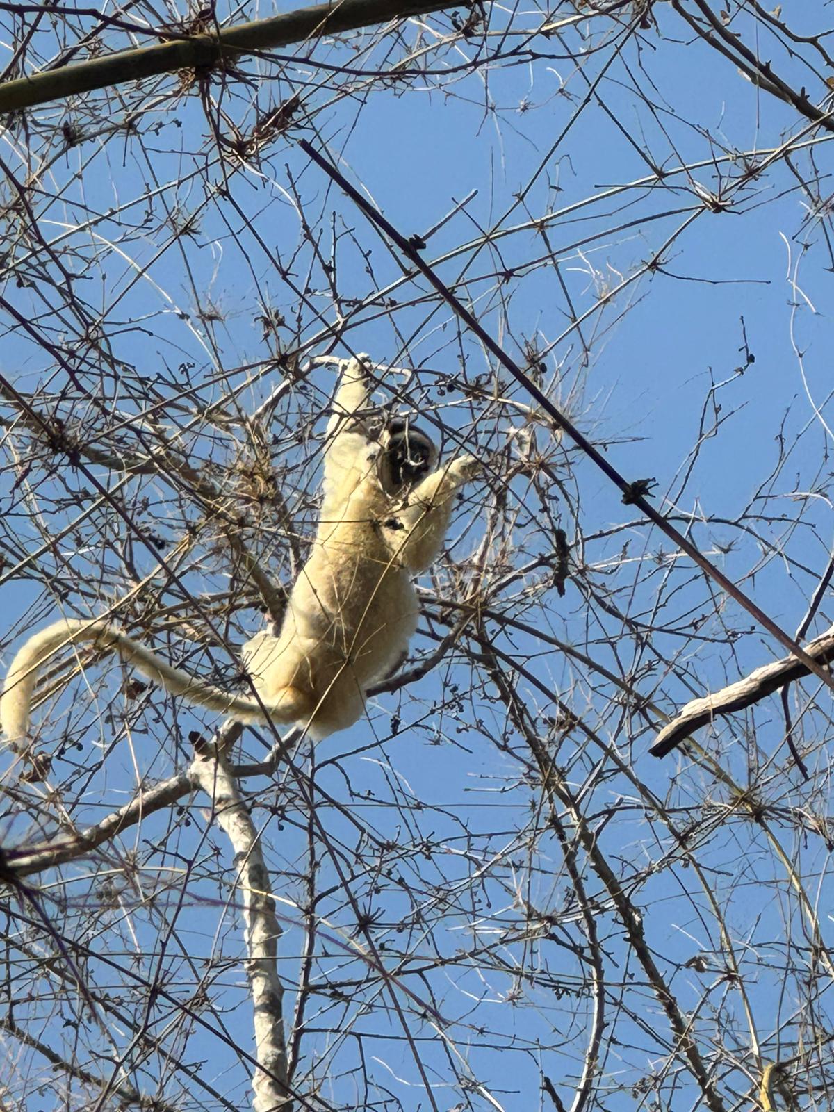 Descente sur Tsiribihina - Madagascar
